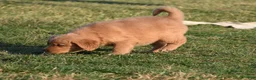 Golden Retriever dogs for sale: Daisy     Genetic/OFA - Ad 10