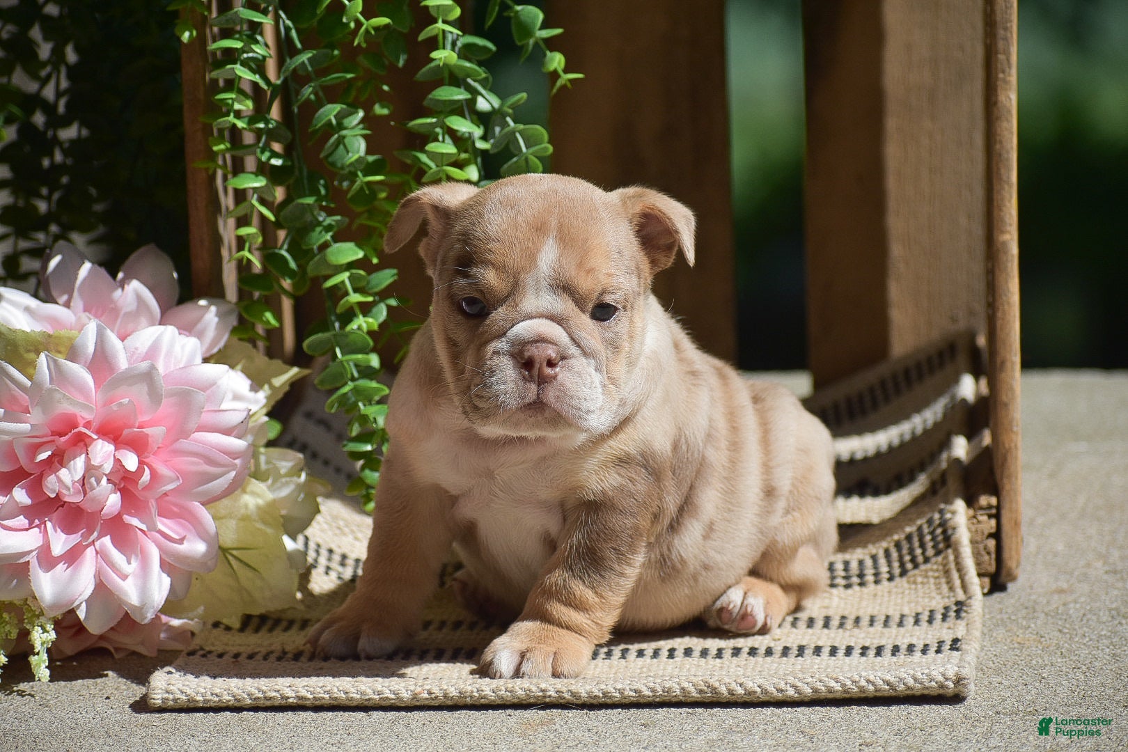 English Bulldog dogs Molly - Ad 1