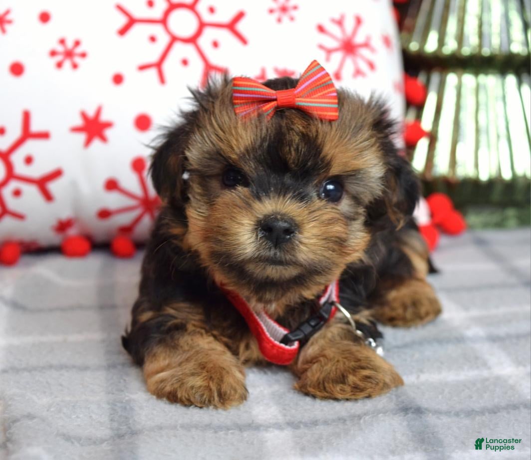 Yorkshire Terrier dogs Greta - Ad 24