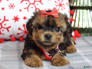 Yorkshire Terrier dogs Greta - Ad 39