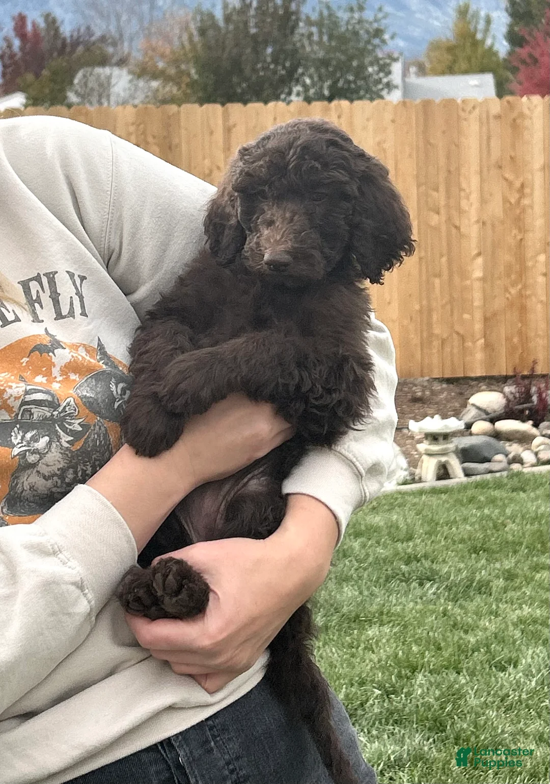 Standard Poodle dogs for sale: Standard Poodle 6 - Ad 1