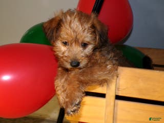 Pomapoo dogs Pomapoo Lewis - Ad 38