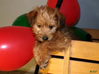 Pomapoo dogs Pomapoo Lewis - Ad 16