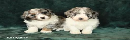 Mini Bernedoodle dogs for sale: Zinnia - Ad 5