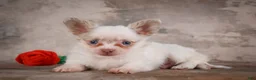 Chihuahua dogs for sale: Charlie - Ad 7
