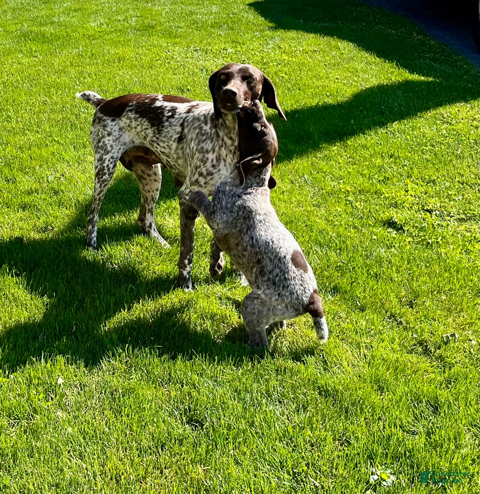 German Shorthaired Pointer dogs for sale: Sprite❤️🐾Akc registered🐾 - Ad 2