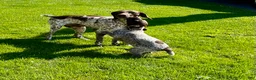 German Shorthaired Pointer dogs for sale: Sprite❤️🐾Akc registered🐾CAll 717-621-8986 - Ad 3