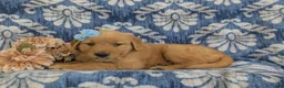 Golden Retriever dogs for sale: Malina - Ad 5
