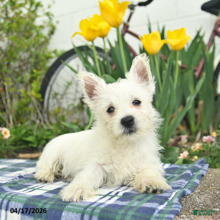 West Highland Terrier dogs Winnie - Ad 2