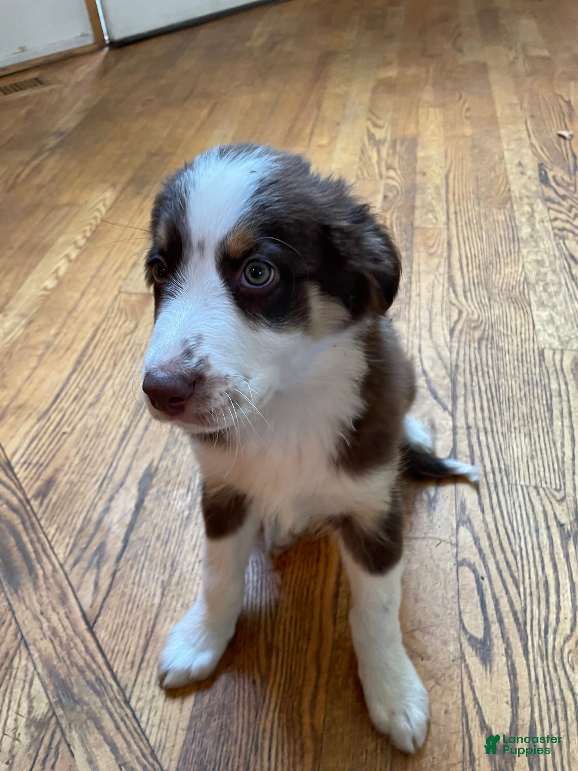 Australian Shepherd Staffy Collie Cross Puppies Border Collie Dog
