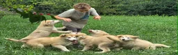 Alaskan Malamute dogs for sale: Alaskan Malamute 2 - Ad 3