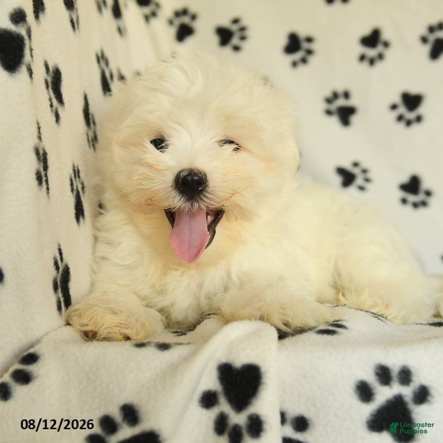 Maltese dogs Frost  - Ad 2