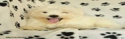 Maltese dogs for sale: Frost  - Ad 7