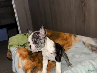 Boston Terrier dogs for sale: Everett - Ad 3