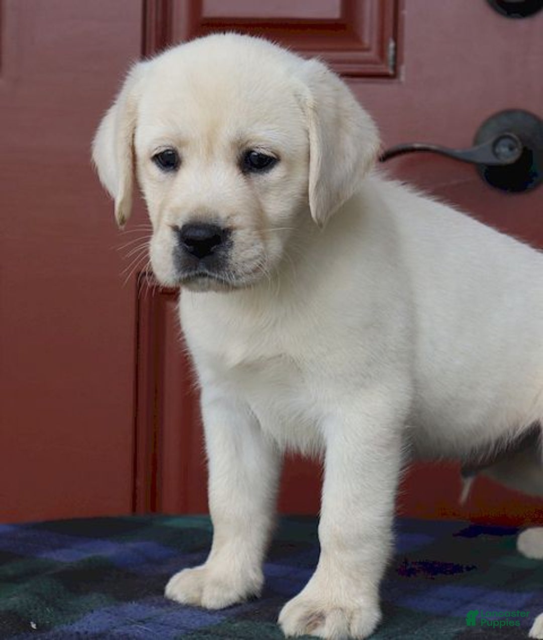 Snow White English White Lab Puppies For Sale Near Me Labrador