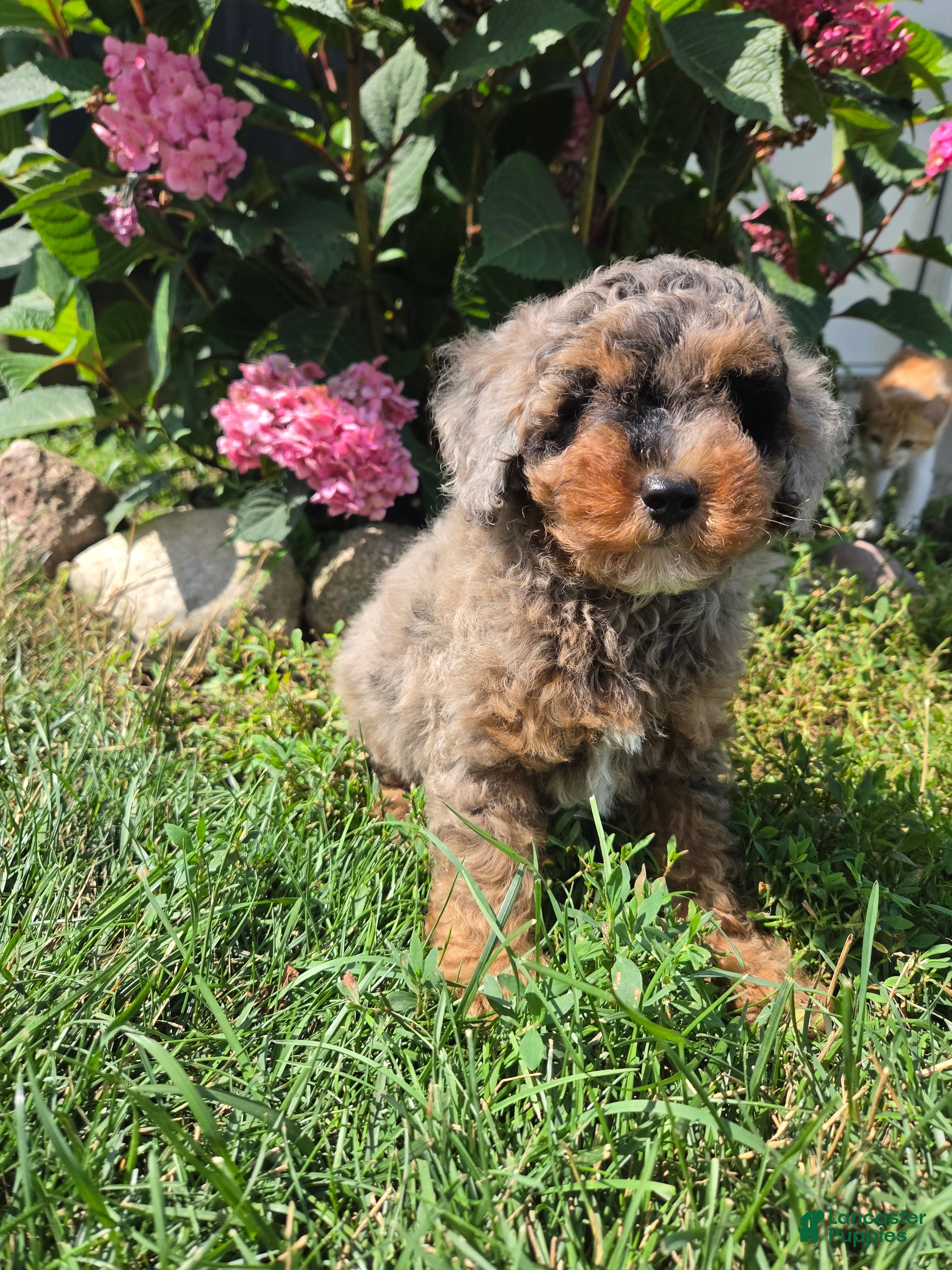 Miniature Poodle dogs Zack - Ad 2