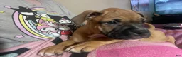 Mixed Breed dogs for sale: Mixed Breed Puppy 3 - Ad 2