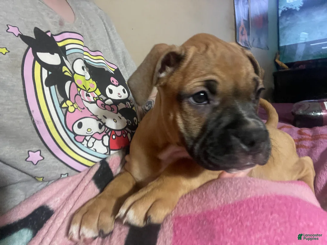 Mixed Breed dogs for sale: Mixed Breed Puppy 3 - Ad 2