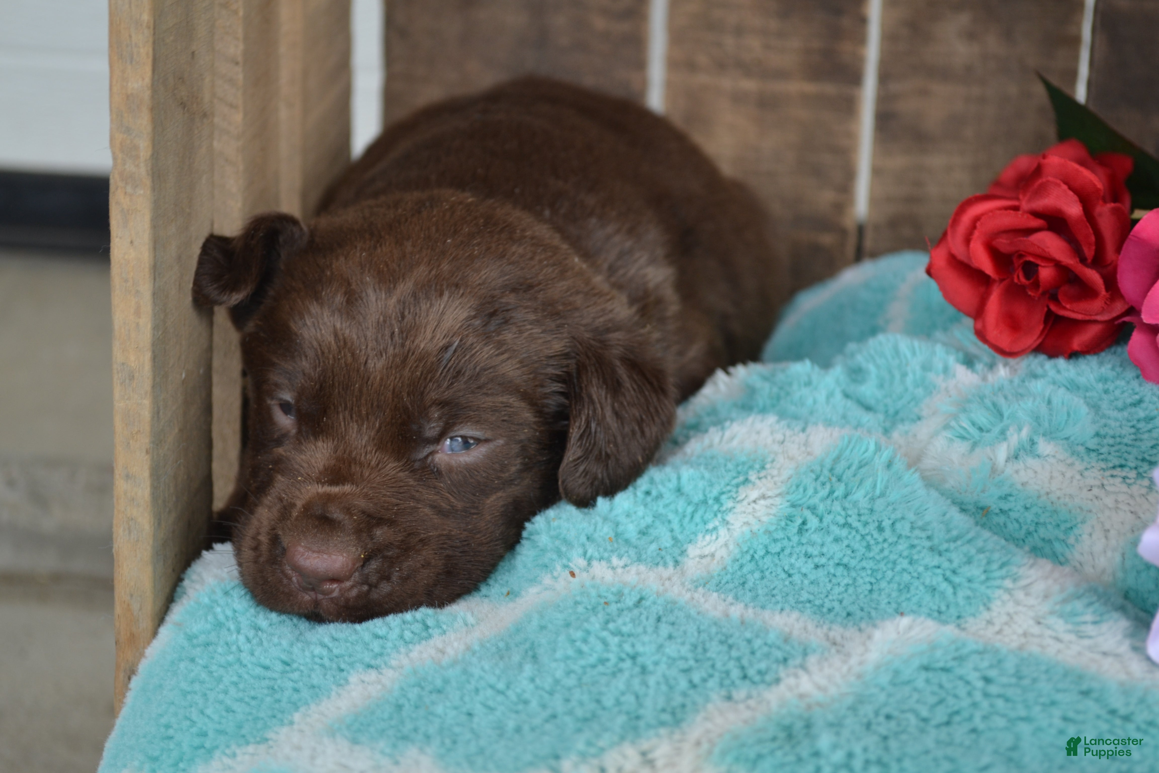 Labrador Retriever dogs Lysa - Ad 14