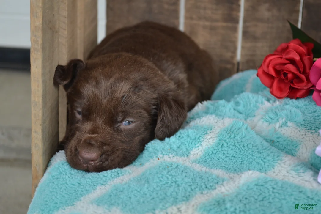 Labrador Retriever dogs for sale: Lysa - Ad 1