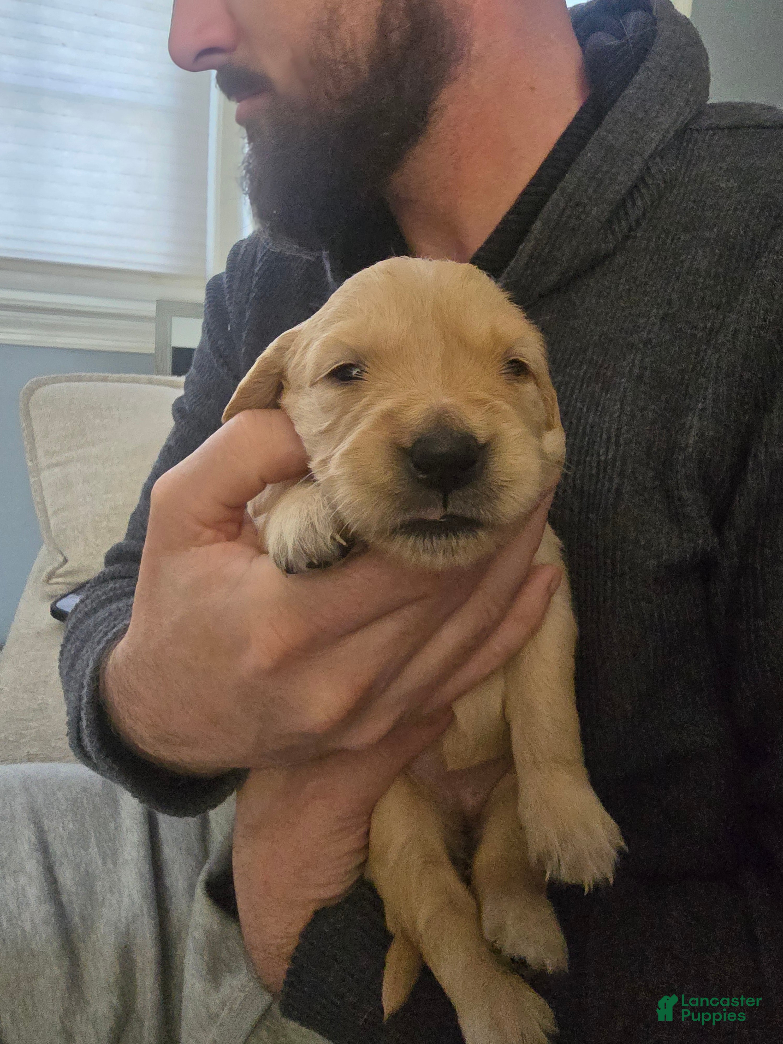 Golden Retriever dogs Golden Retriever Puppy 2 - Ad 8