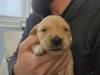 Golden Retriever dogs Golden Retriever Puppy 2 - Ad 13