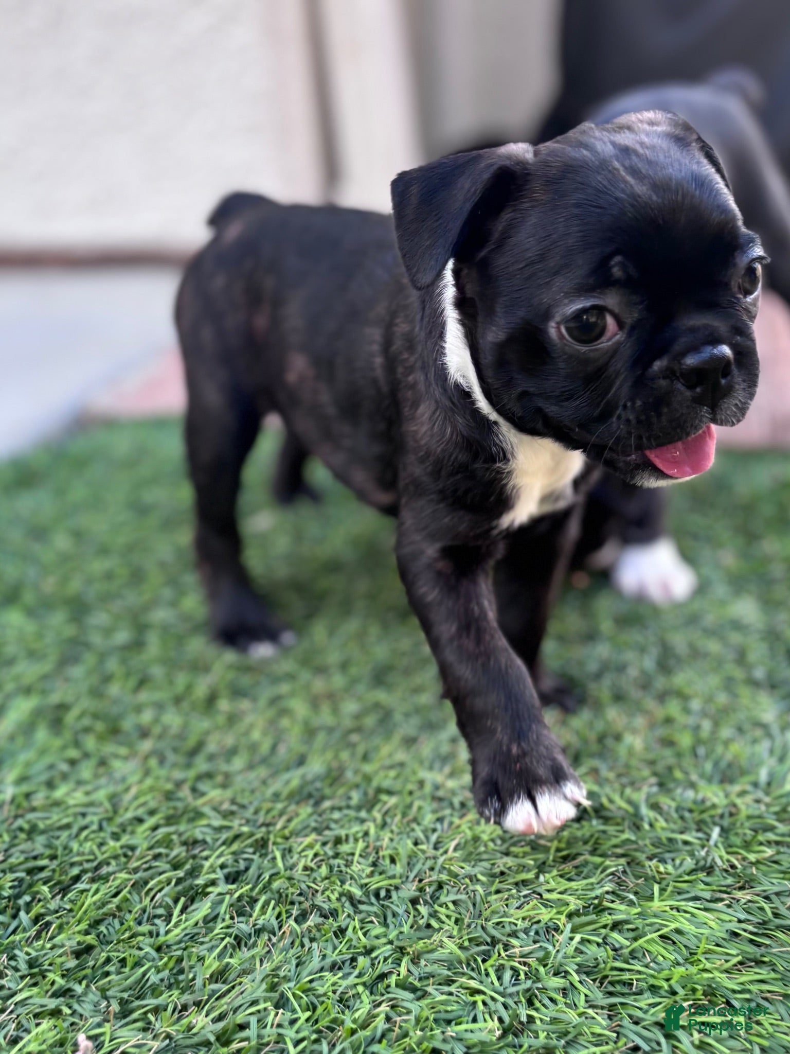 Boston Terrier dogs Boston Terrier 4 - Ad 14