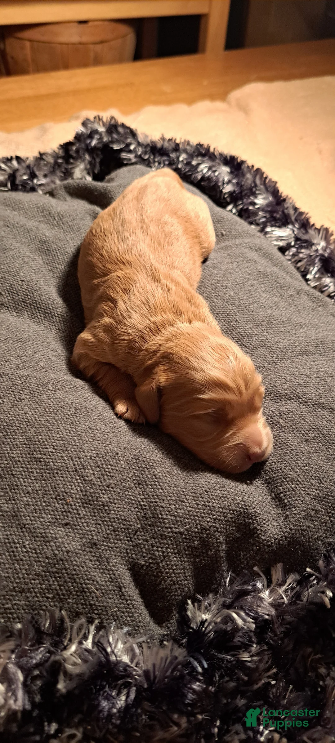 Mini Goldendoodle dogs for sale: Mini Goldendoodle Puppy 1 - Ad 1