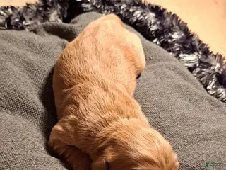 Mini Goldendoodle dogs for sale: Mini Goldendoodle Puppy 1 - Ad 4