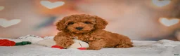 Cavapoo dogs for sale: Clara - Ad 5