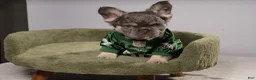 French Bulldog dogs for sale: MANGO - Ad 4