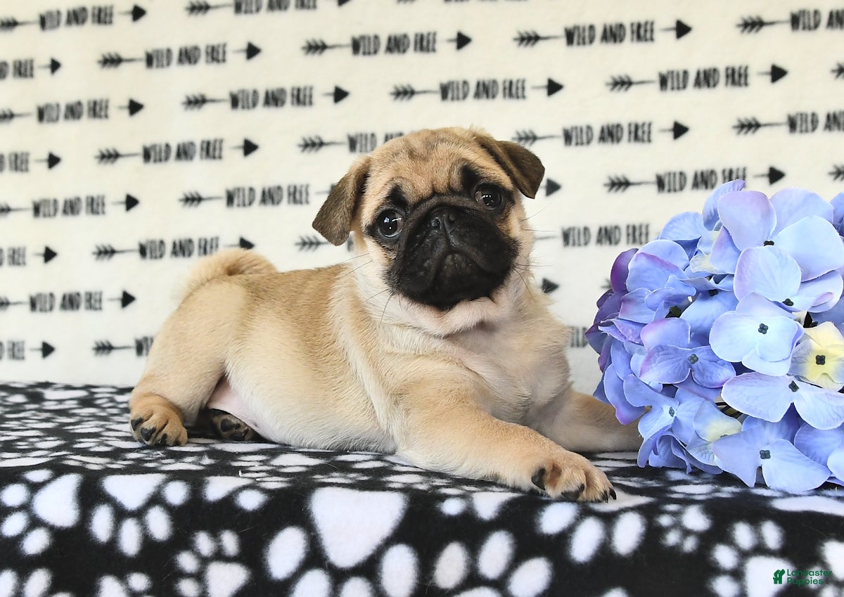 Pug dogs Courtney - Ad 2