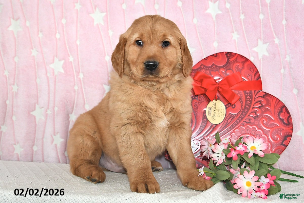 Golden Retriever dogs Ozark - Ad 29