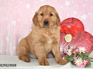Golden Retriever dogs Ozark - Ad 29
