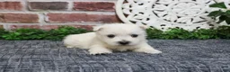 West Highland Terrier dogs for sale: Oliver  - Ad 5