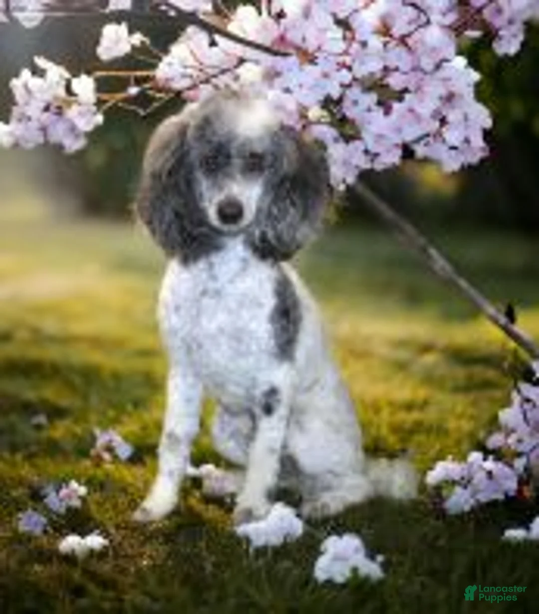 Mixed Breed dogs for sale: Truman - Ad 3