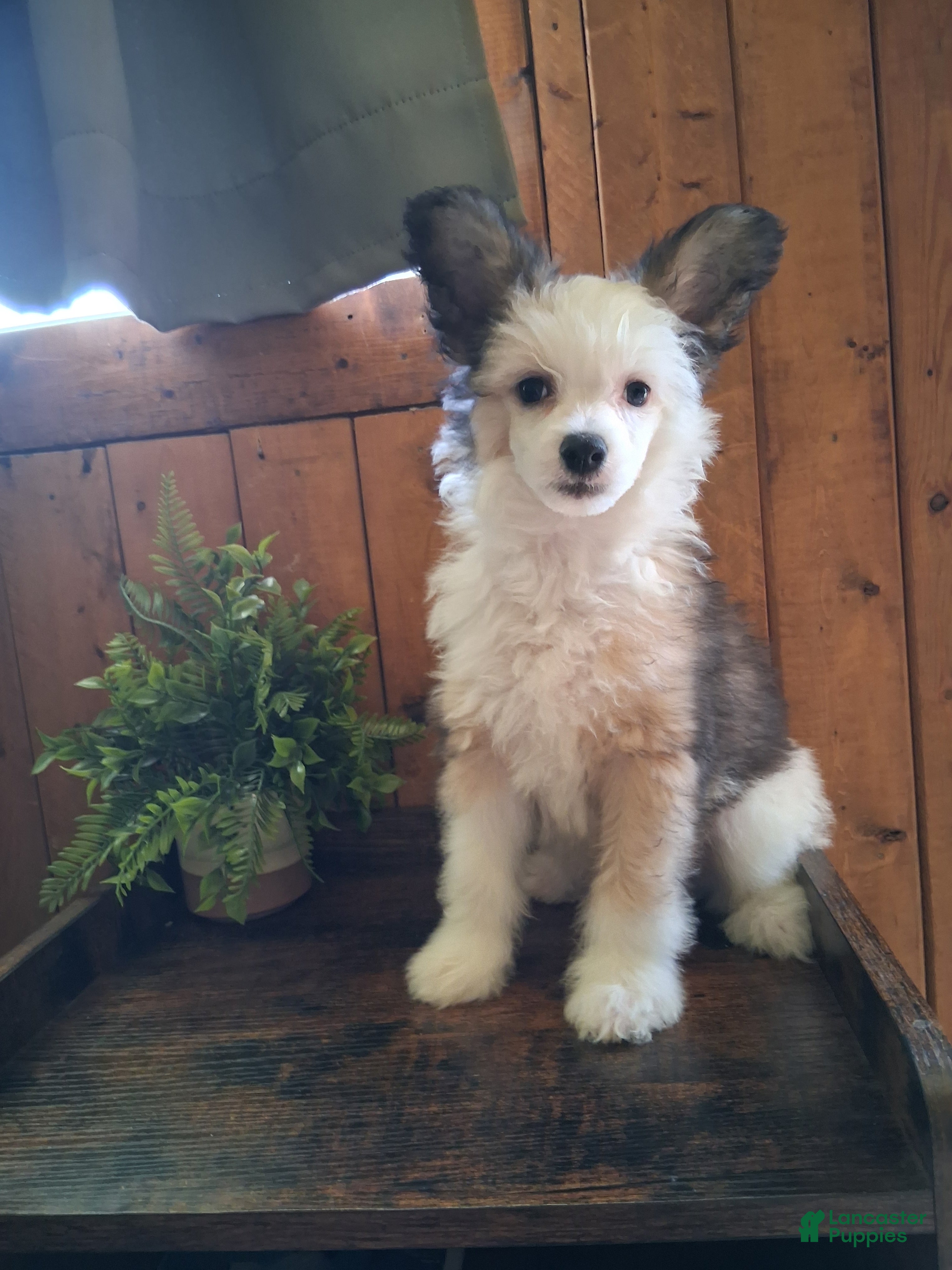 Chinese Crested dogs Chinese Crested 1 - Ad 1