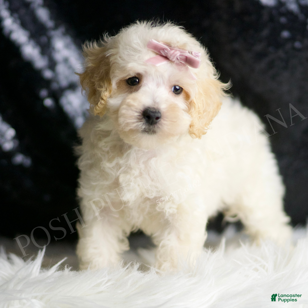 Maltipoo dogs for sale: Apple - Ad 4