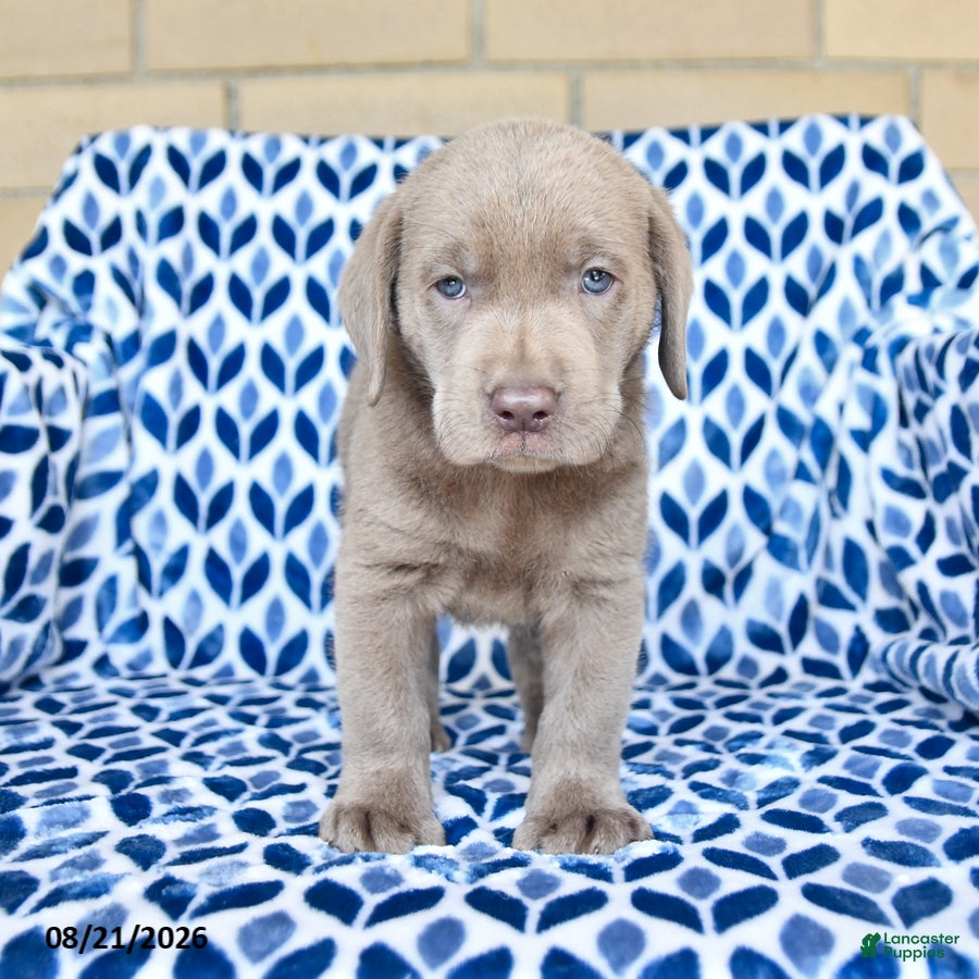 Labrador Retriever dogs Charlie - Ad 2