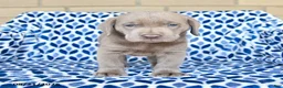 Labrador Retriever dogs for sale: Charlie - Ad 2