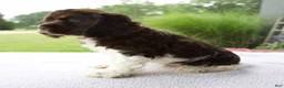 Cocker Spaniel dogs for sale: Starboy - Ad 5