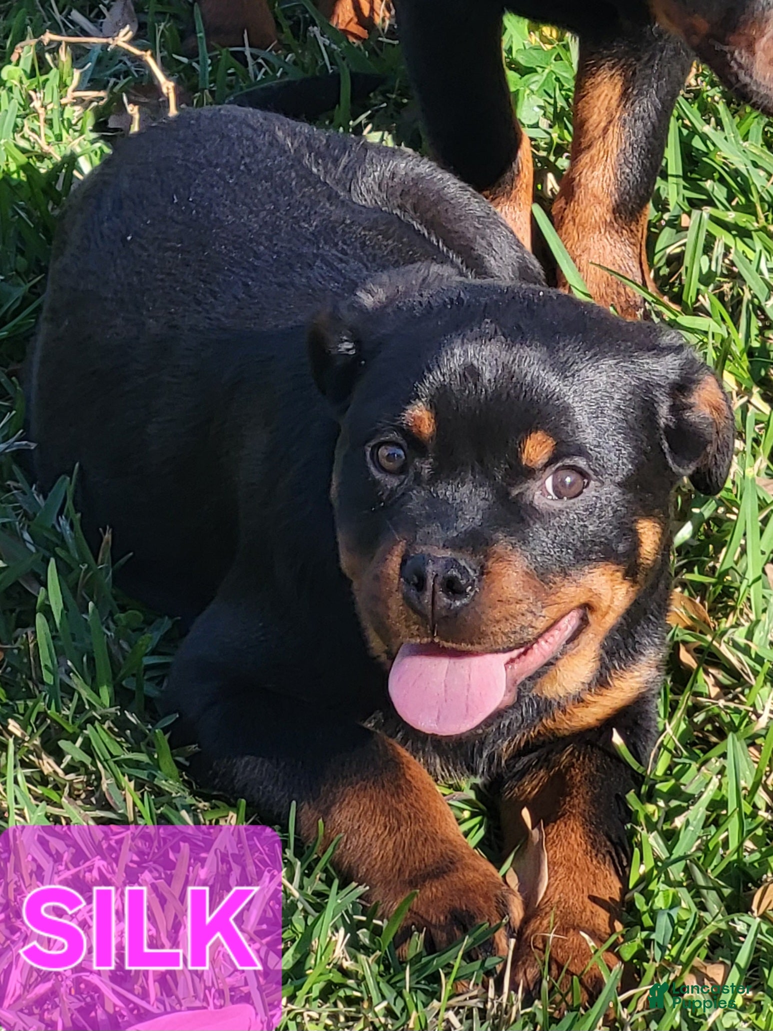 Rottweiler dogs Silk - Ad 2