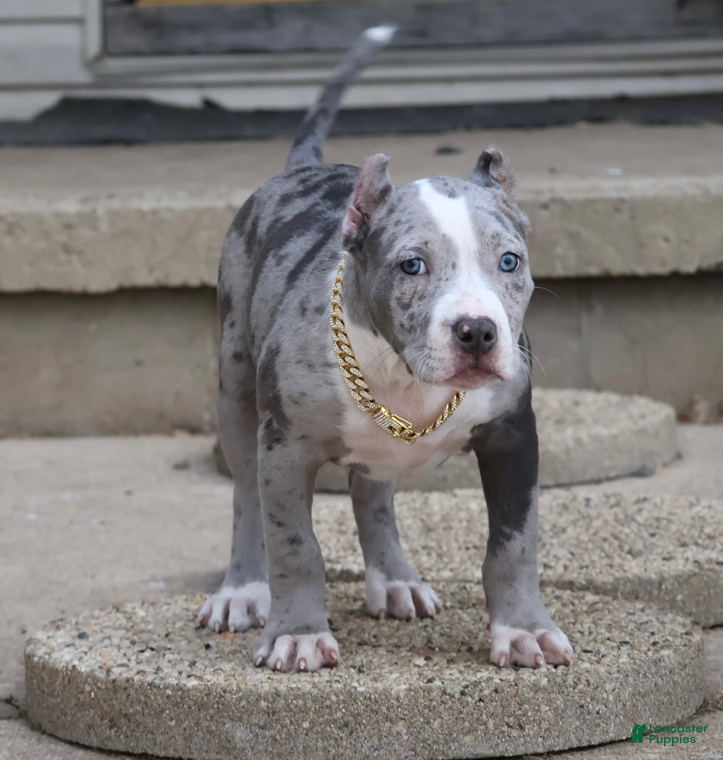 American Bully dogs Empress - Ad 1