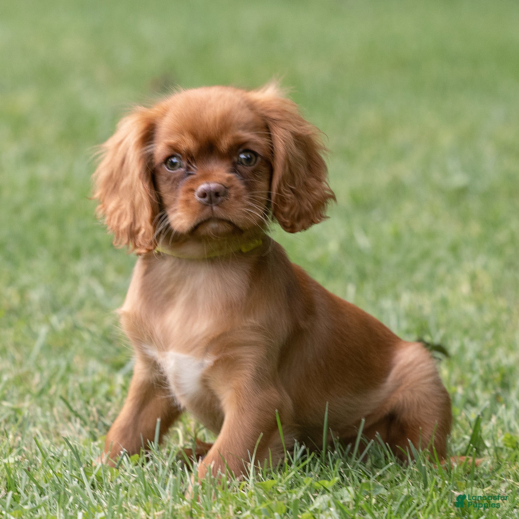 Cavalier King Charles Spaniel dogs Pepper Cavalier King Charles Spaniel  - Ad 1