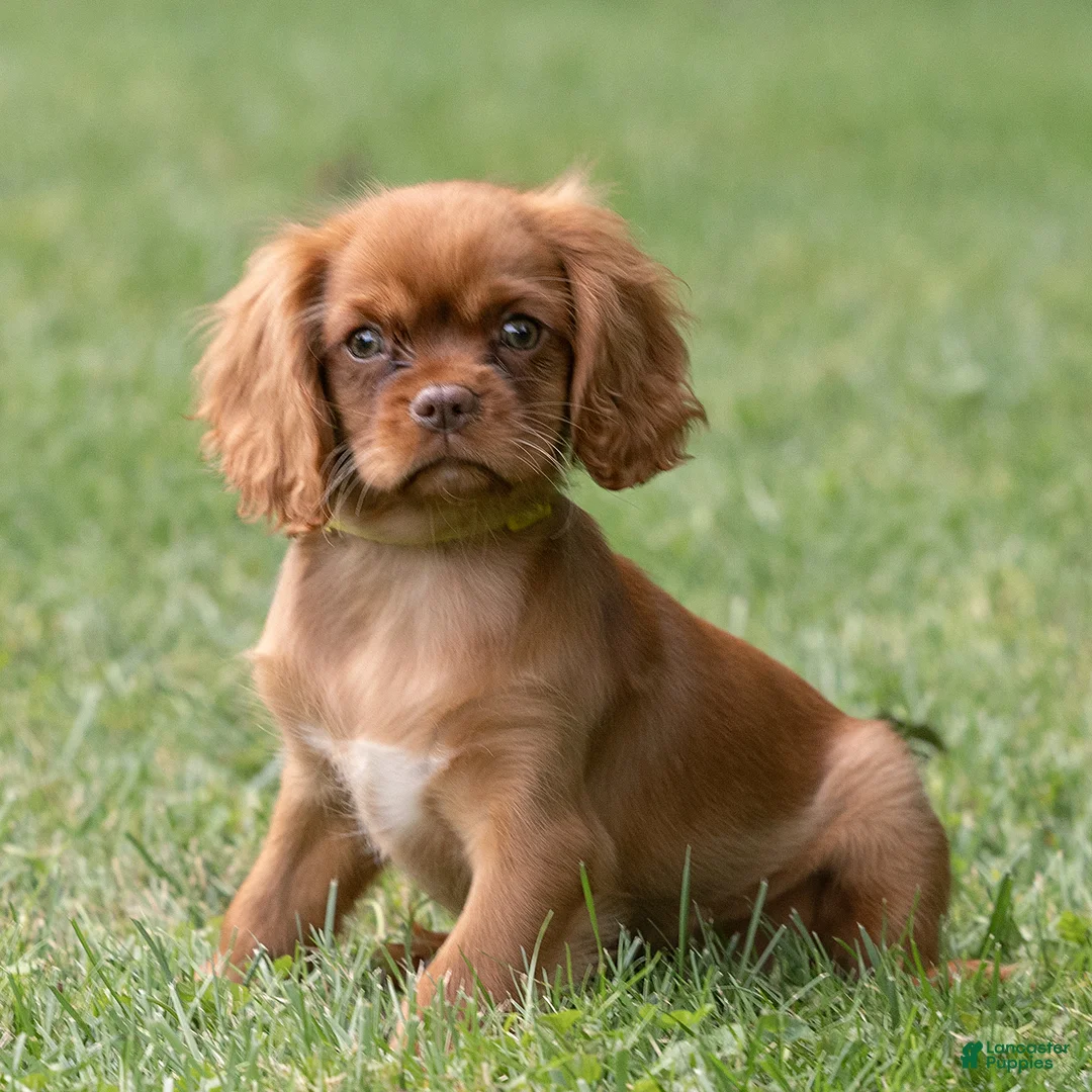 Cavalier King Charles Spaniel dogs for sale: Pepper Cavalier King Charles Spaniel  - Ad 1