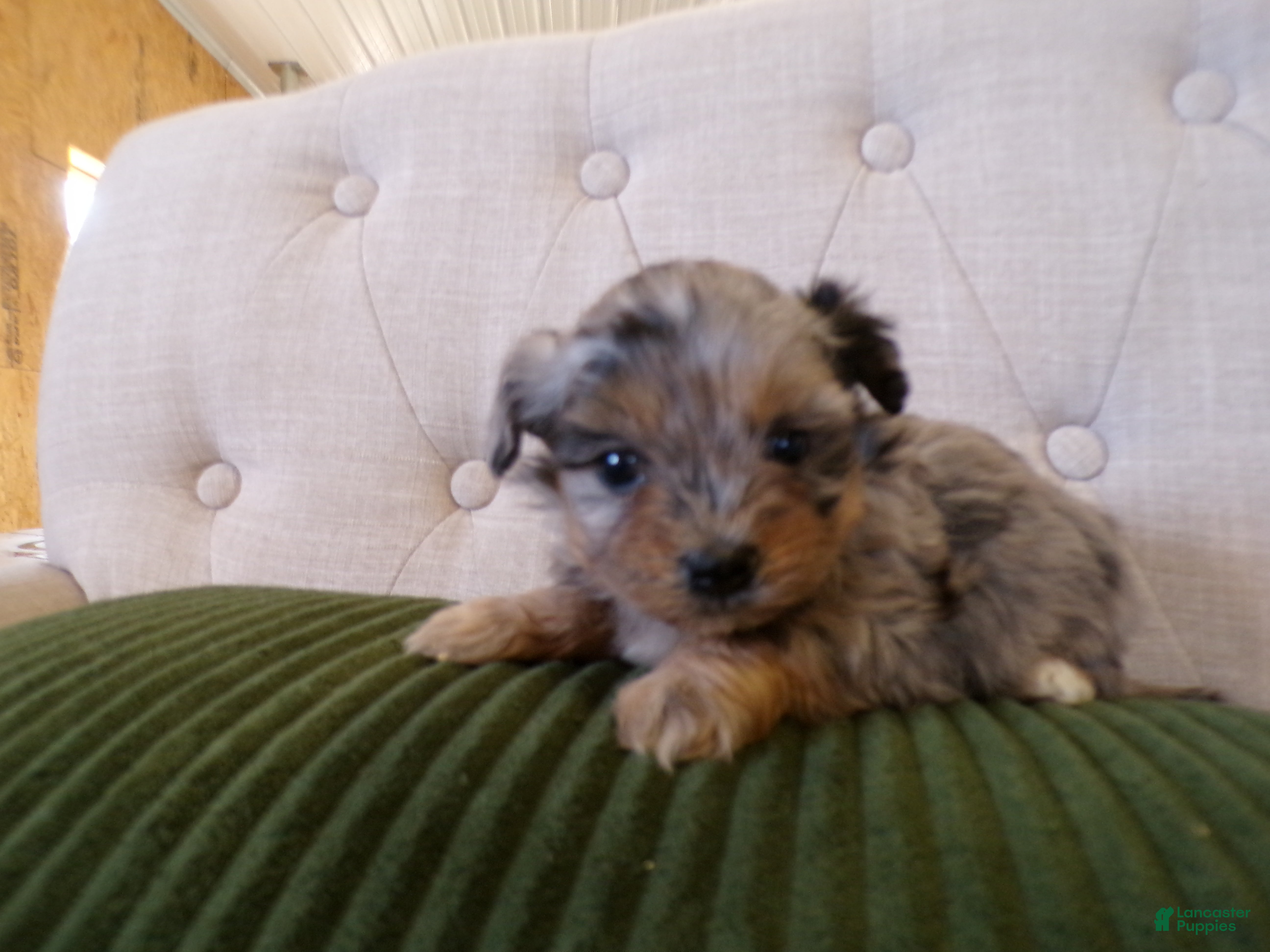 Shihpoo dogs patrick - Ad 1