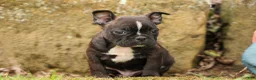 Frenchton dogs for sale: BUDDY - Ad 7