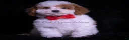Maltipoo dogs for sale: Jupiter F1B - Ad 2