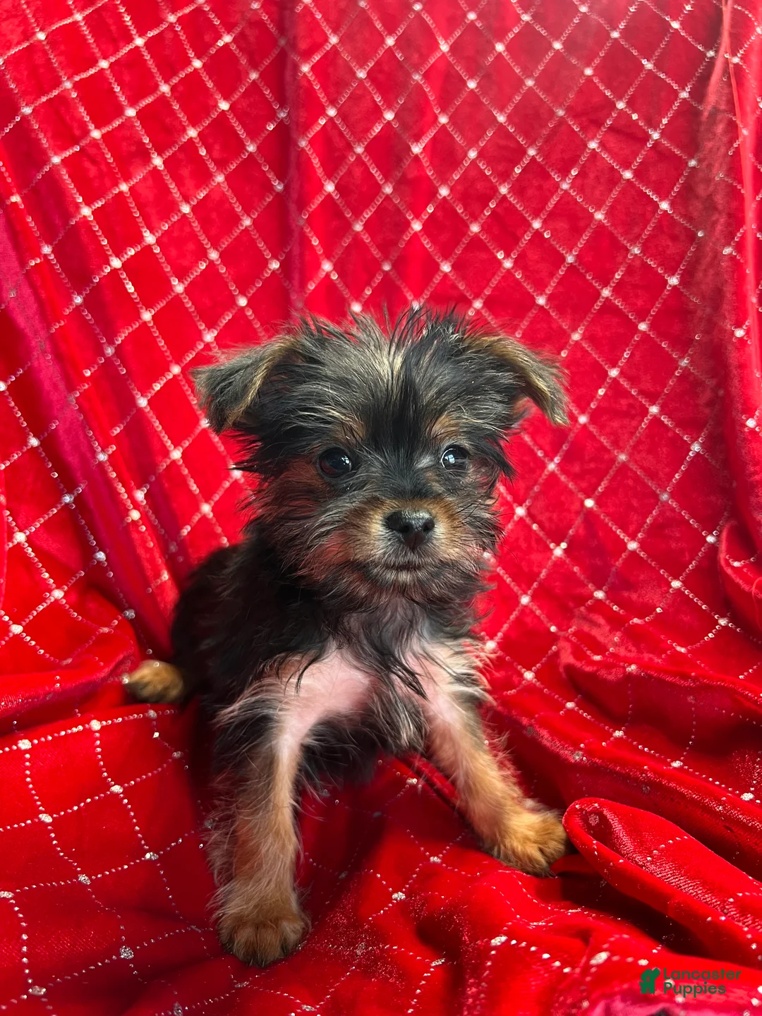 Yorkiepoo dogs for sale: Teacup Yorkie/YorkiePinPuppy 2 - Ad 3