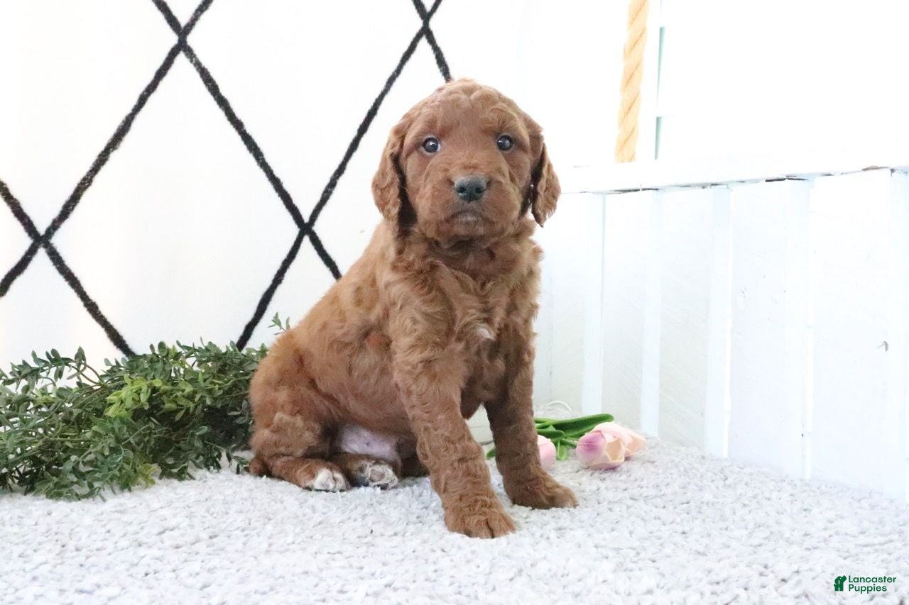 Mini Goldendoodle dogs Rusty - Ad 2